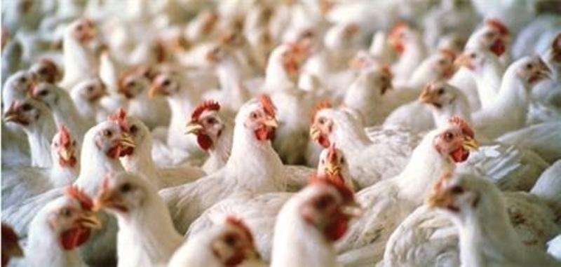 کشف 5 تن مرغ زنده قاچاق در فنوج
