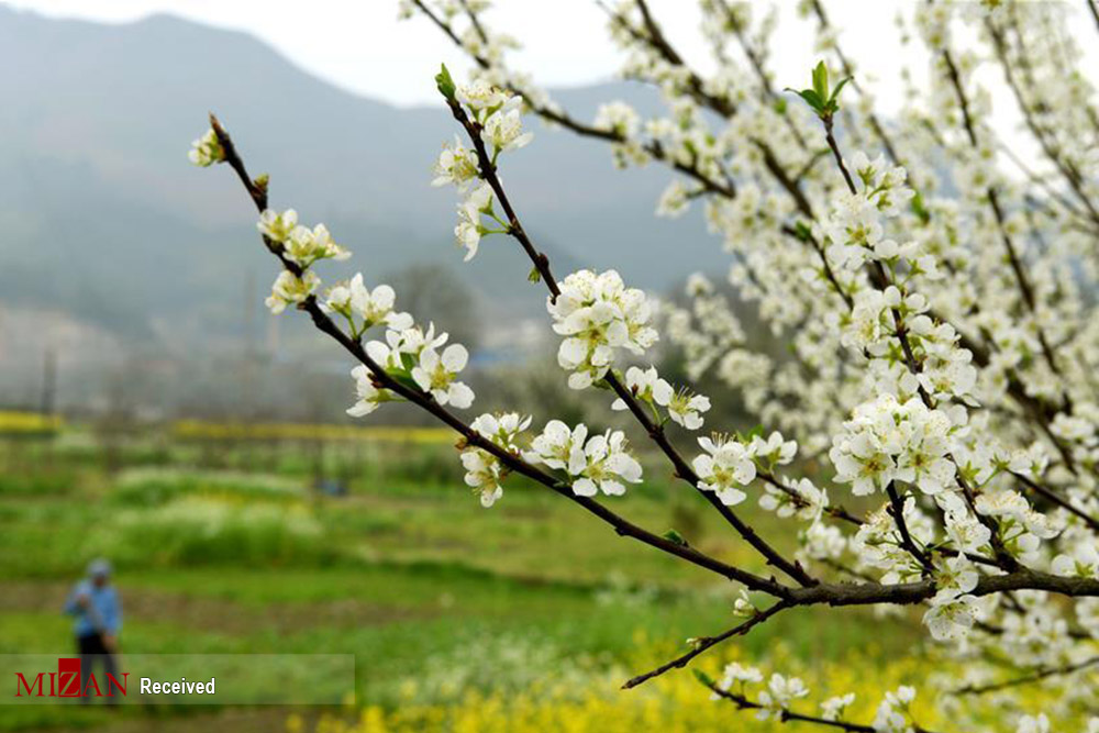 زمین‌های کشاورزی در چین