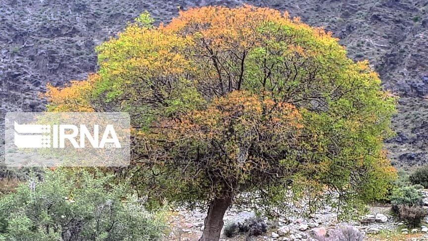 روستای نراب جیرفت