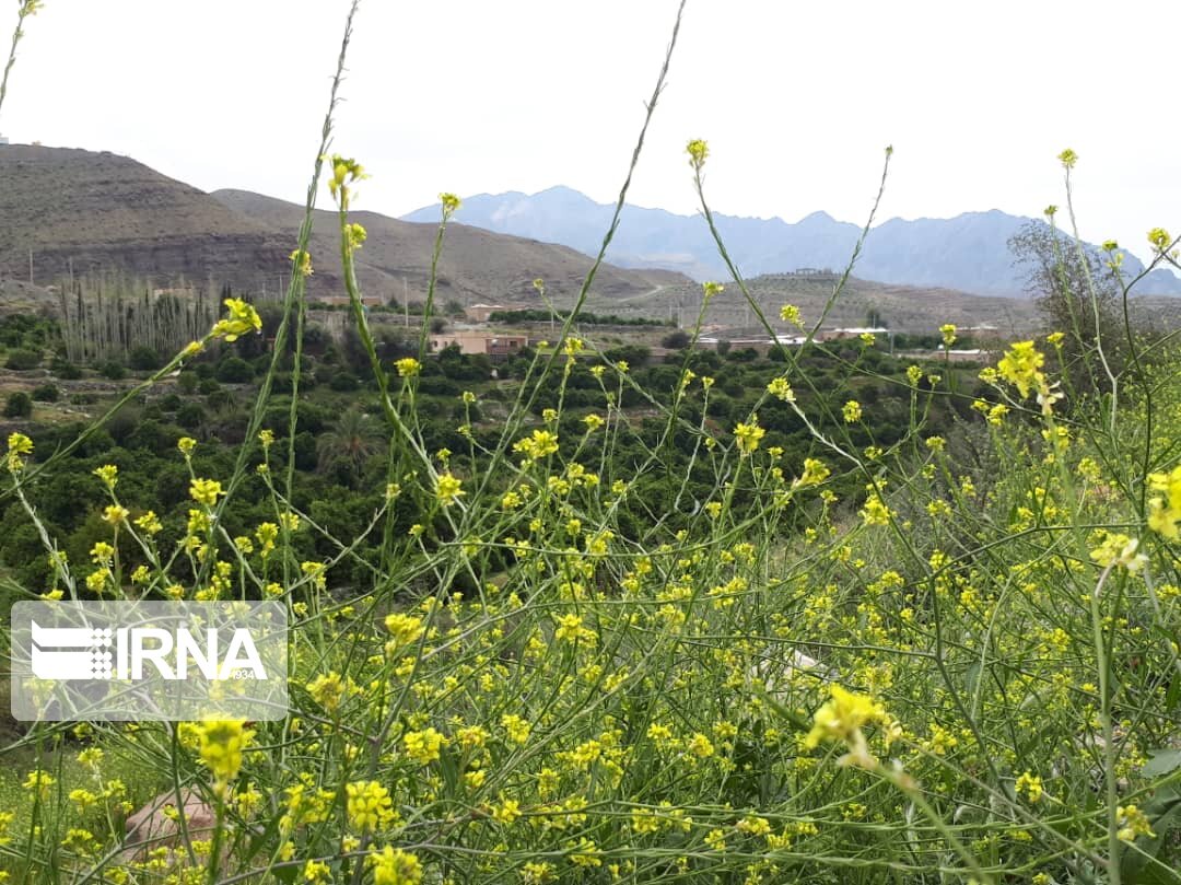 روستای نراب جیرفت
