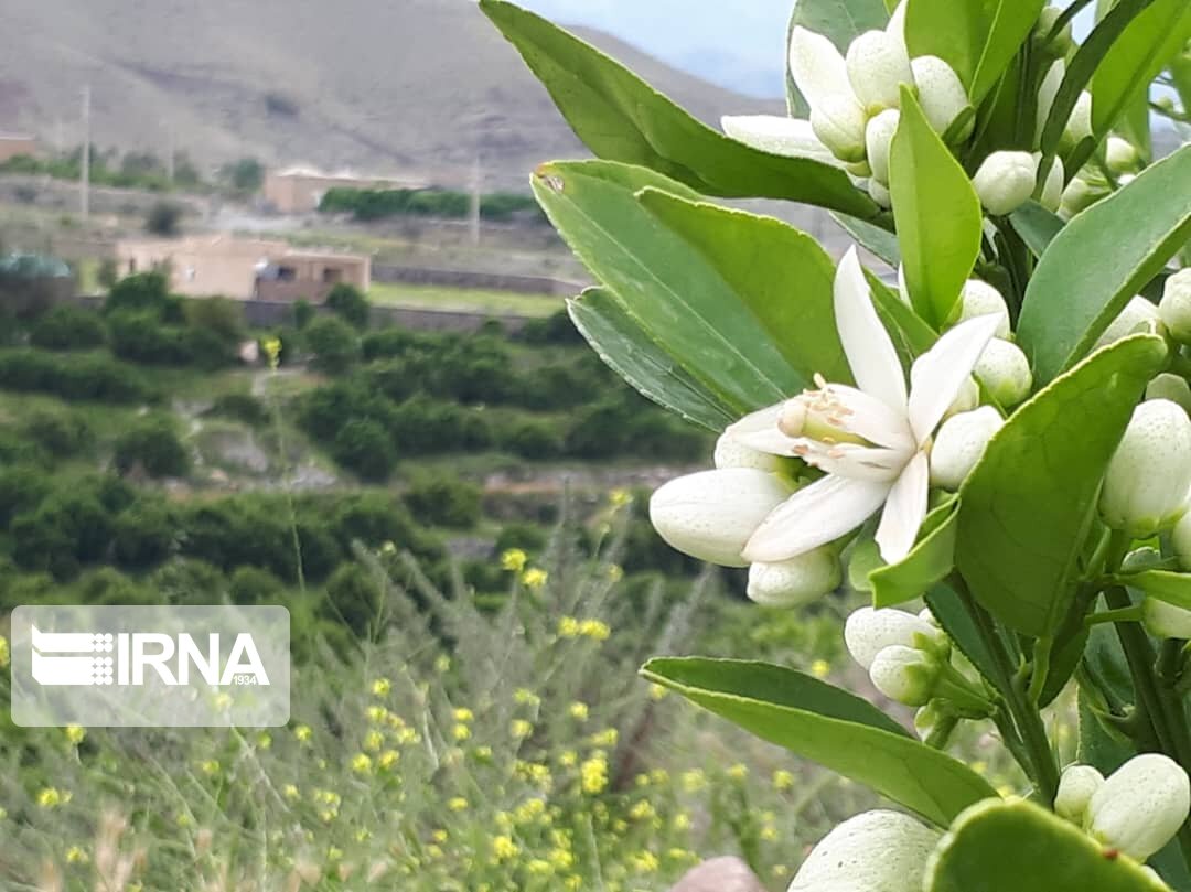 روستای نراب جیرفت