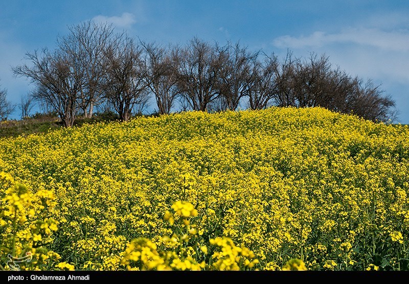 مزارع کلزا در مازندران