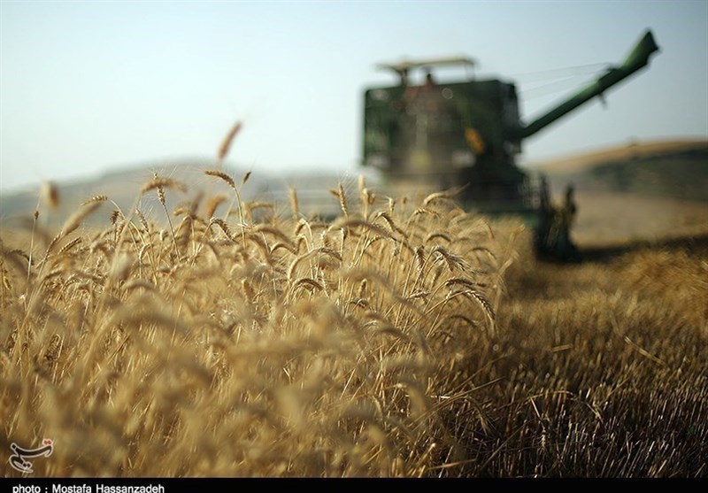خبرهای خوش از احتمال خودکفایی پس از افزایش قیمت خرید گندم
