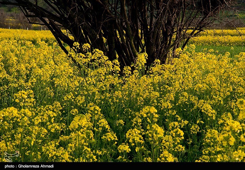 مزارع کلزا در مازندران