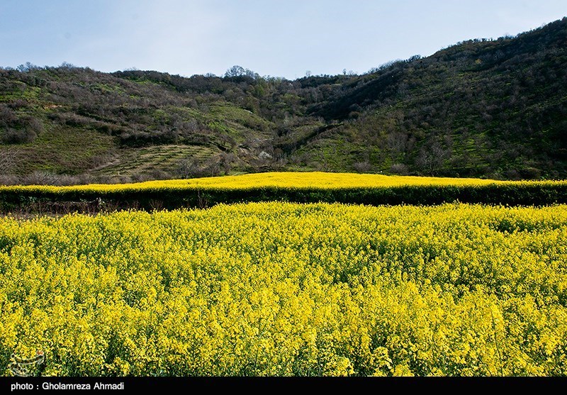 مزارع کلزا در مازندران