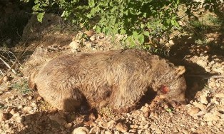 شکارچی خرس قهوه ای در ارومیه دستگیر شد