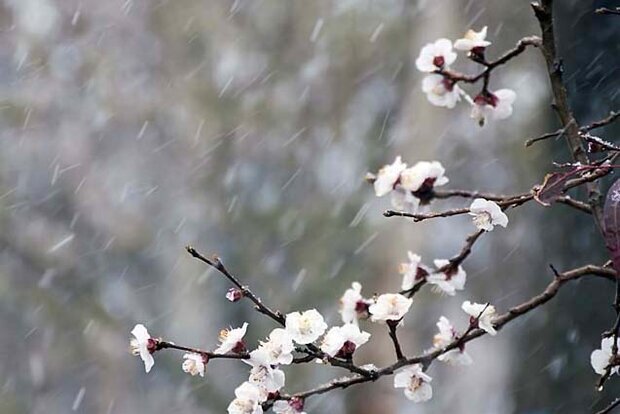 احتمال بارش برف و سرمازدگی محصولات باغی در استان مرکزی