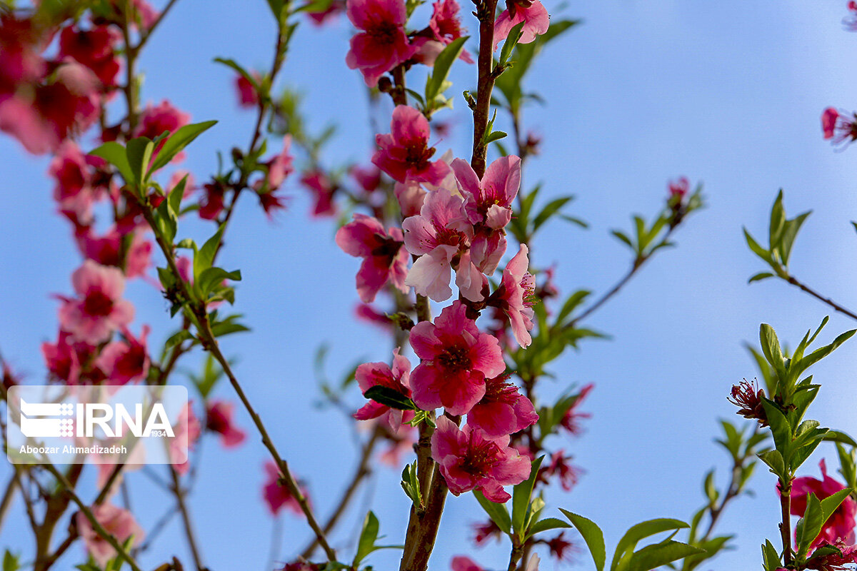 شکوفه‌های بهاری روستای دومار جیرفت 