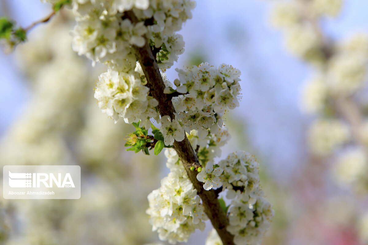 شکوفه‌های بهاری روستای دومار جیرفت 