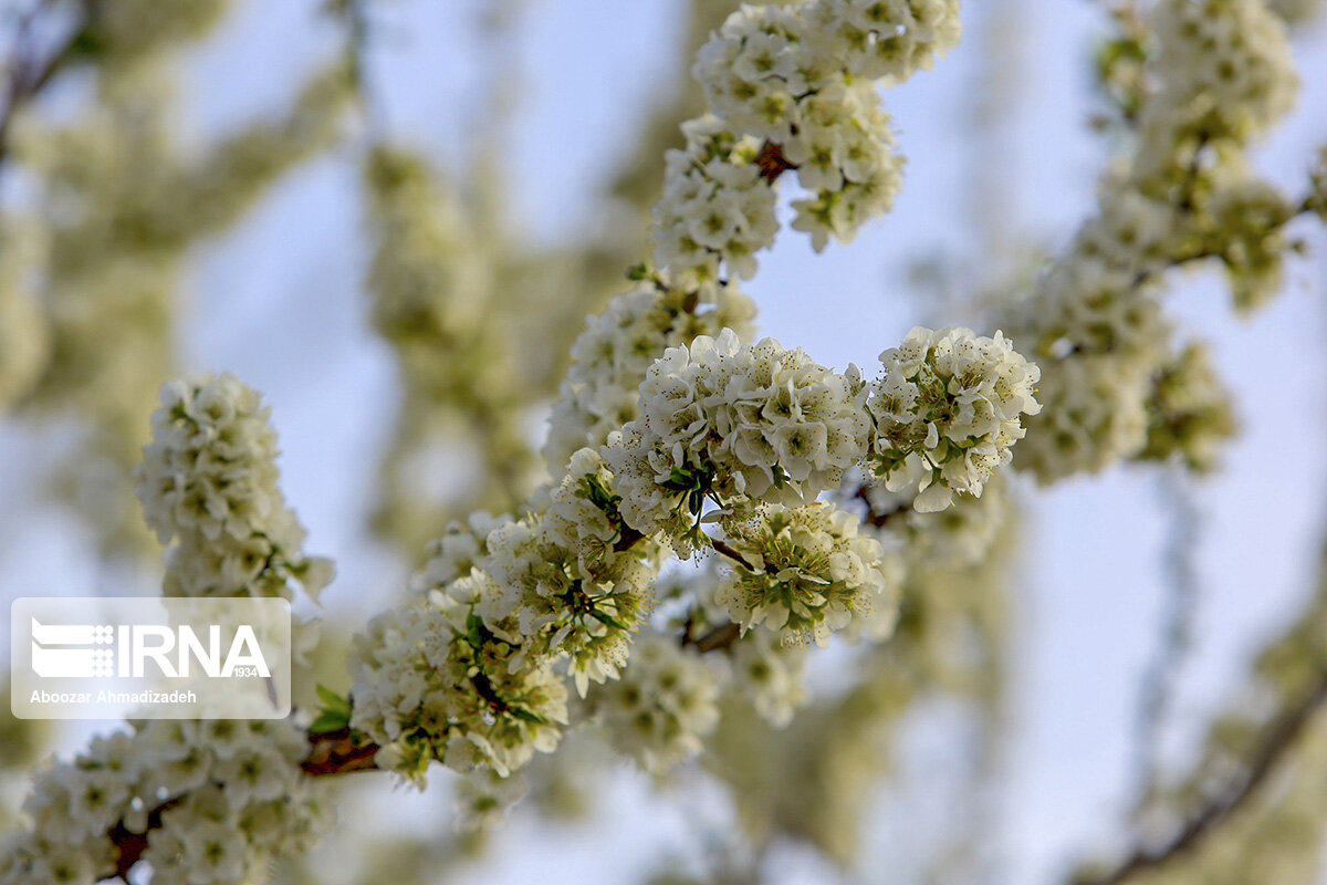 شکوفه‌های بهاری روستای دومار جیرفت 