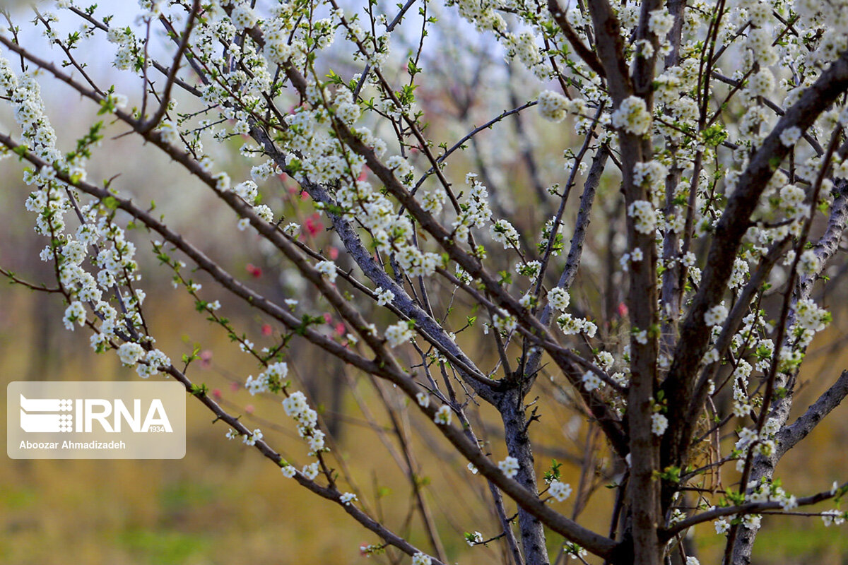 شکوفه‌های بهاری روستای دومار جیرفت 