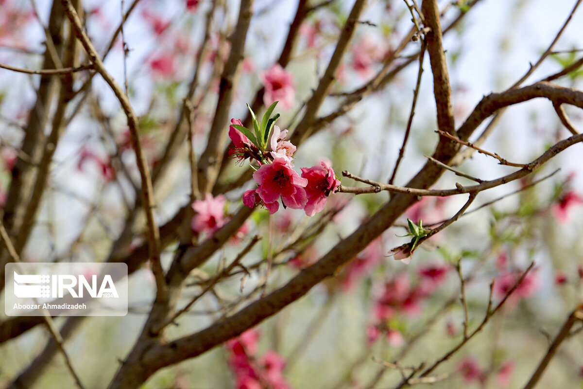 شکوفه‌های بهاری روستای دومار جیرفت 