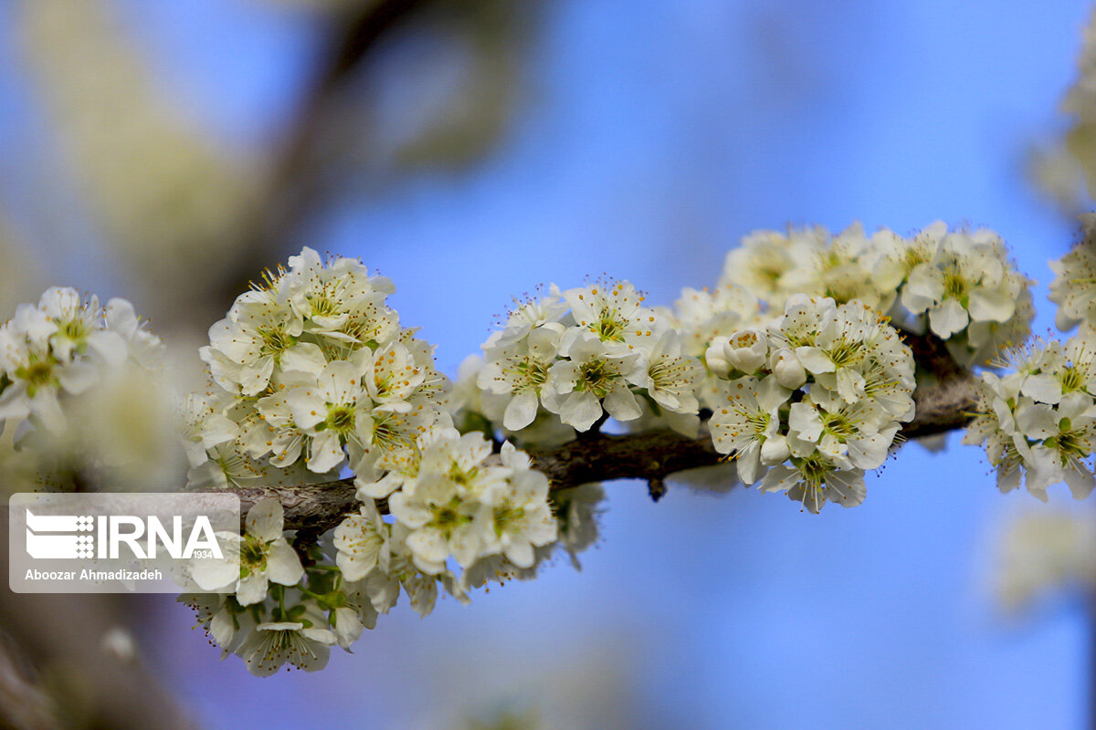 شکوفه‌های بهاری روستای دومار جیرفت 