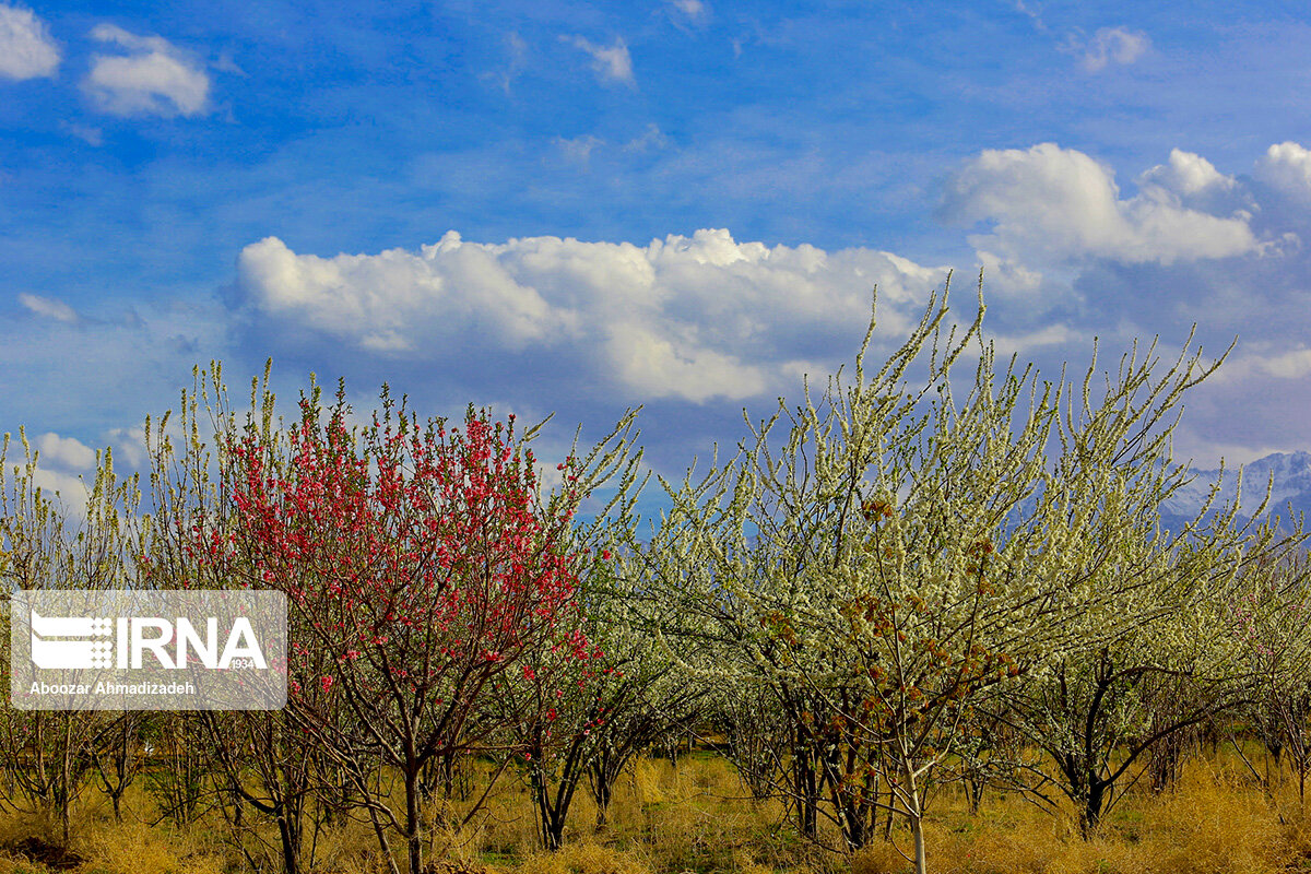 شکوفه‌های بهاری روستای دومار جیرفت 
