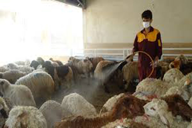 احتمال بروز بیماری شاربن در مناطق سیل زده ریگان