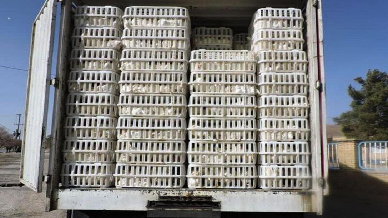 کشف 1000 قطعه مرغ زنده قاچاق در گلوگاه