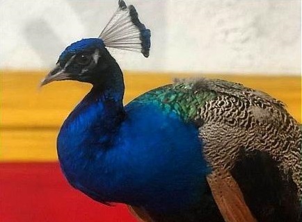 عکس/ صید طاووس سرگردان از پشت بام یک منزل مسکونی