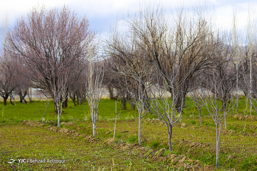 سرمازدگی باغات تبریز‎