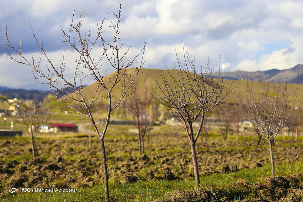 سرمازدگی باغات تبریز‎