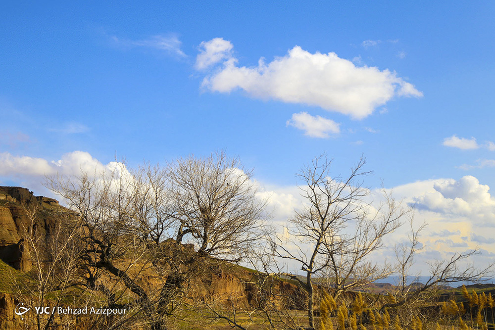 سرمازدگی باغات تبریز‎