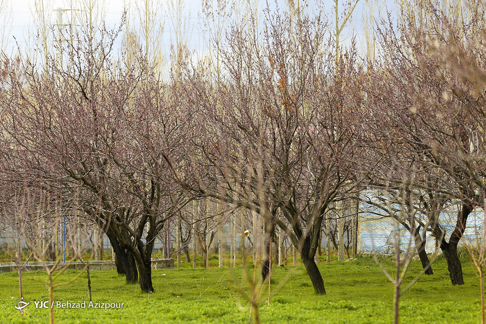 سرمازدگی باغات تبریز‎