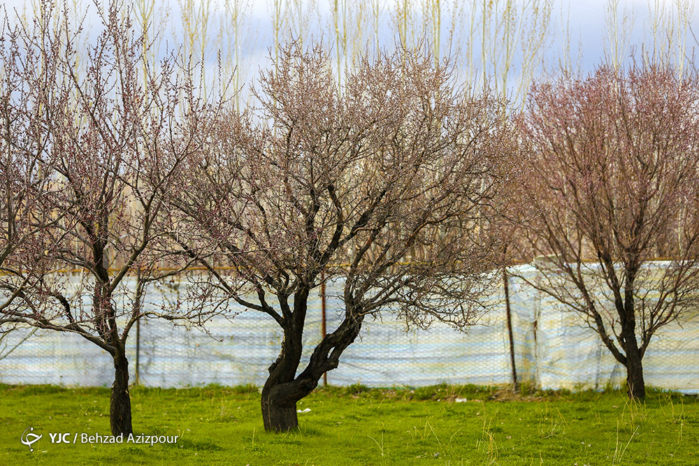 سرمازدگی باغات تبریز‎