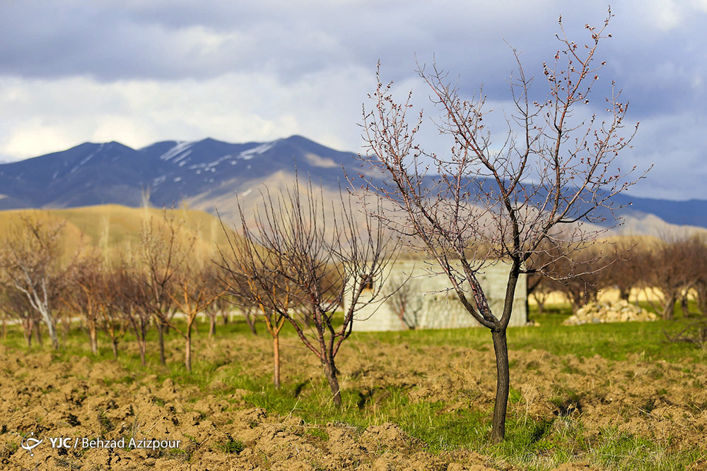 سرمازدگی باغات تبریز‎