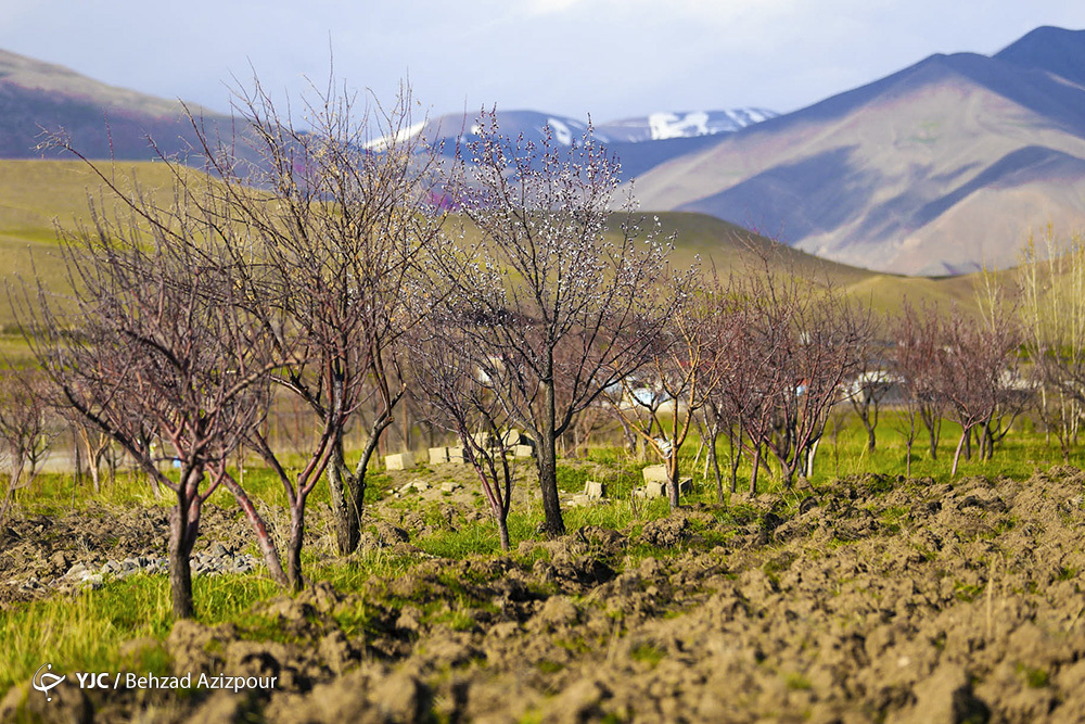 سرمازدگی باغات تبریز‎