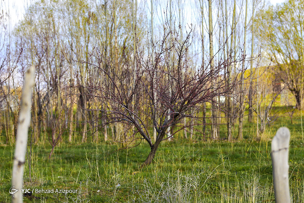 سرمازدگی باغات تبریز‎