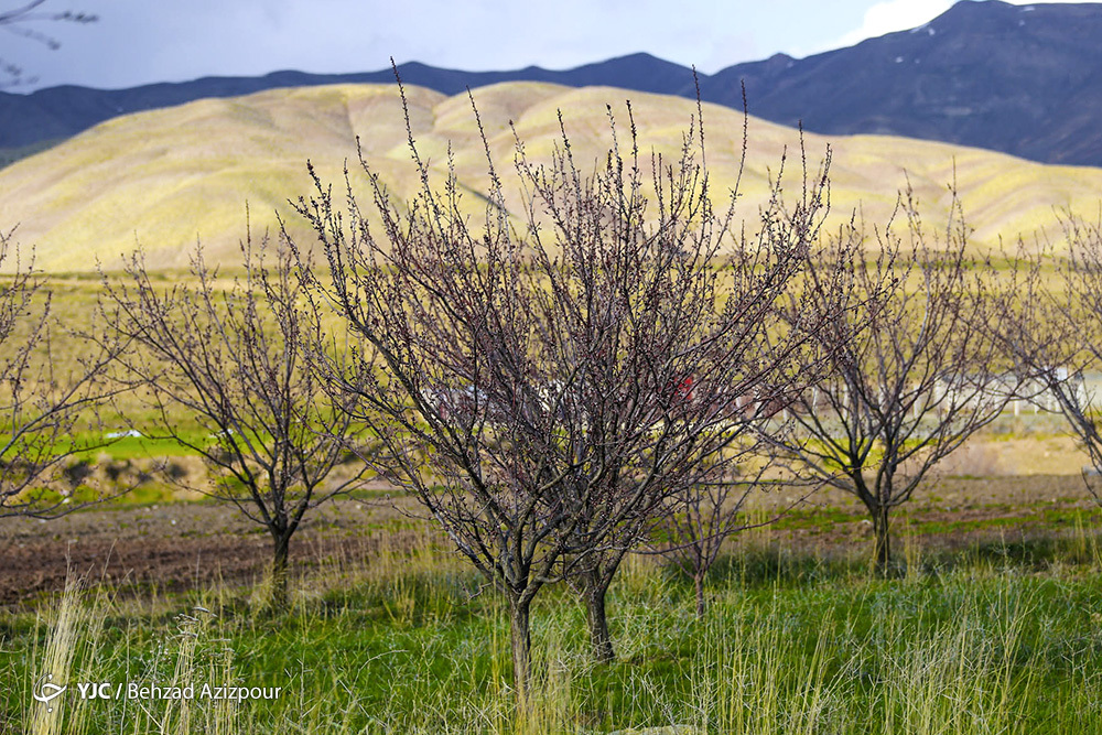 سرمازدگی باغات تبریز‎