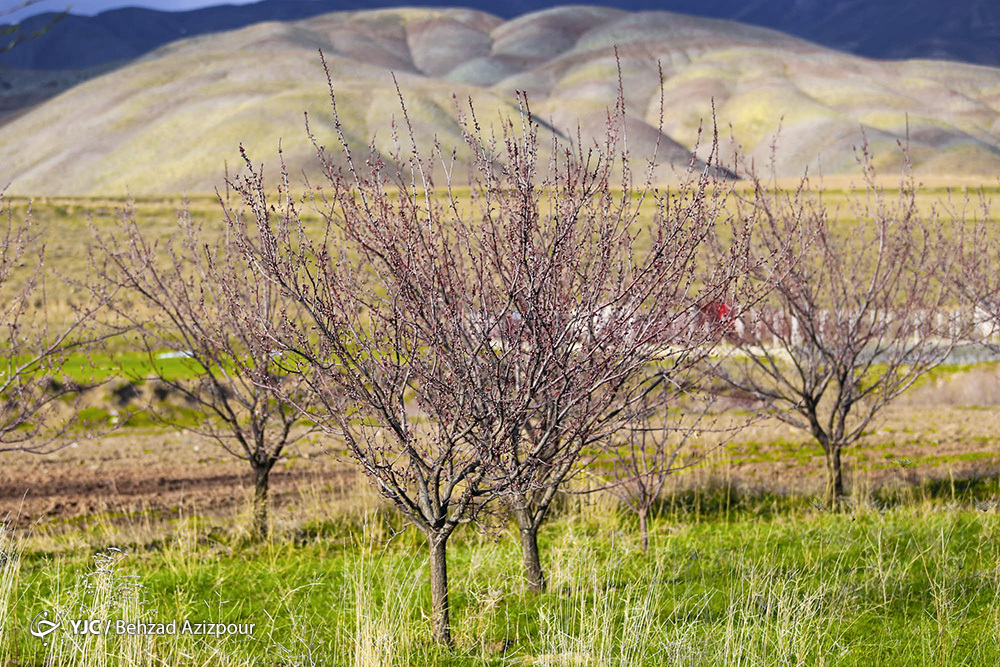 سرمازدگی باغات تبریز‎