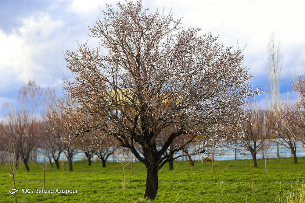 سرمازدگی باغات تبریز‎