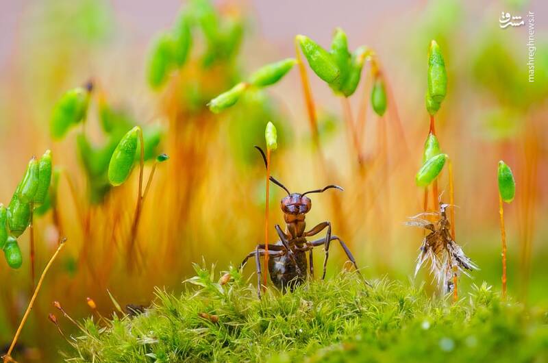 نمای نزدیک از مورچه