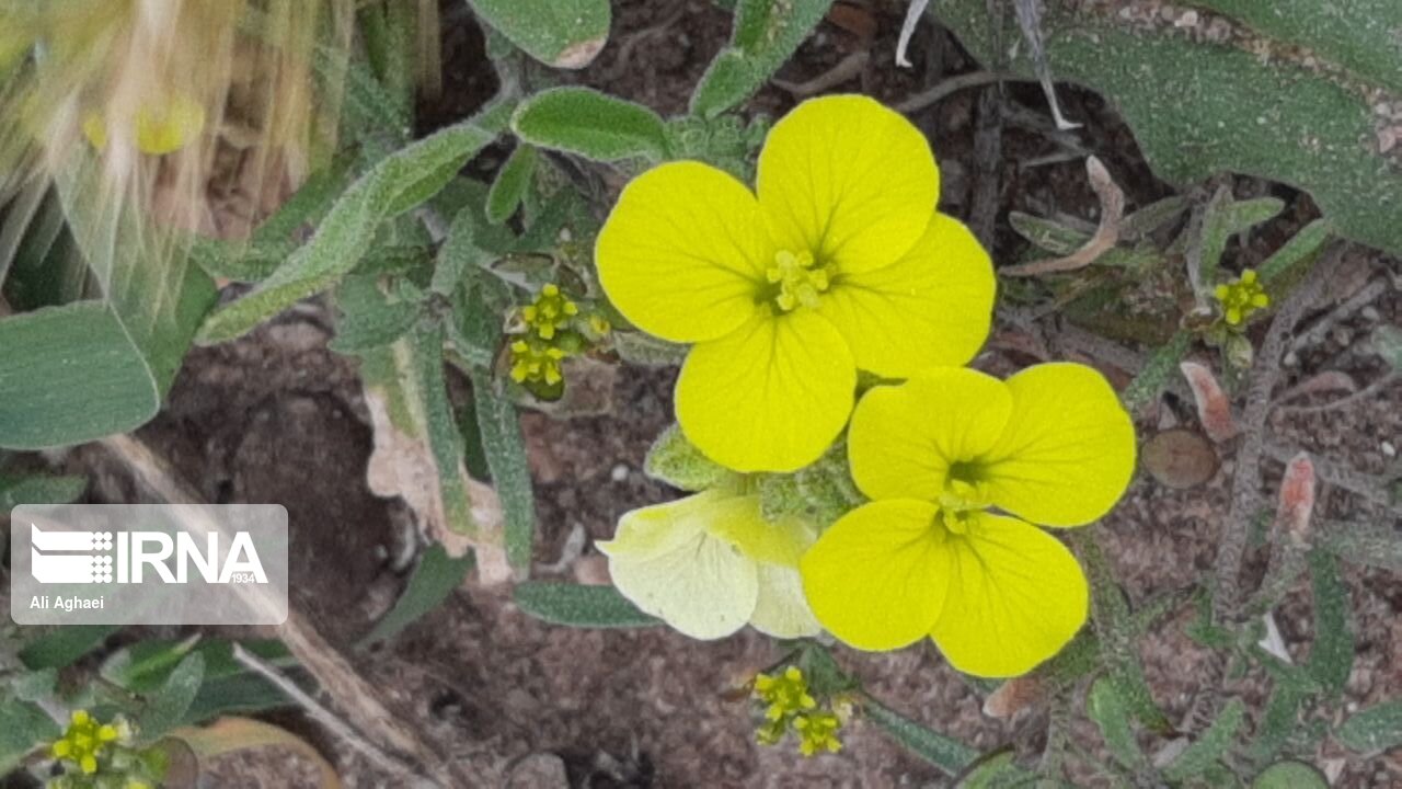 طبیعت اردیبهشتی میامی