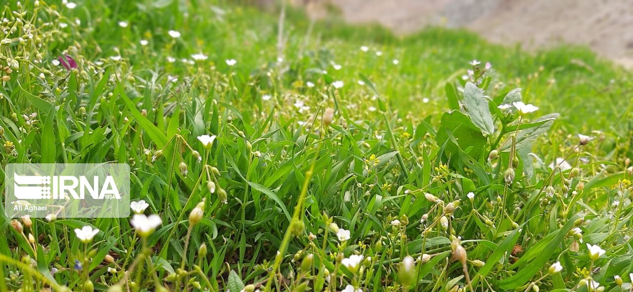 طبیعت اردیبهشتی میامی