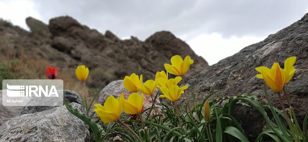 طبیعت اردیبهشتی میامی