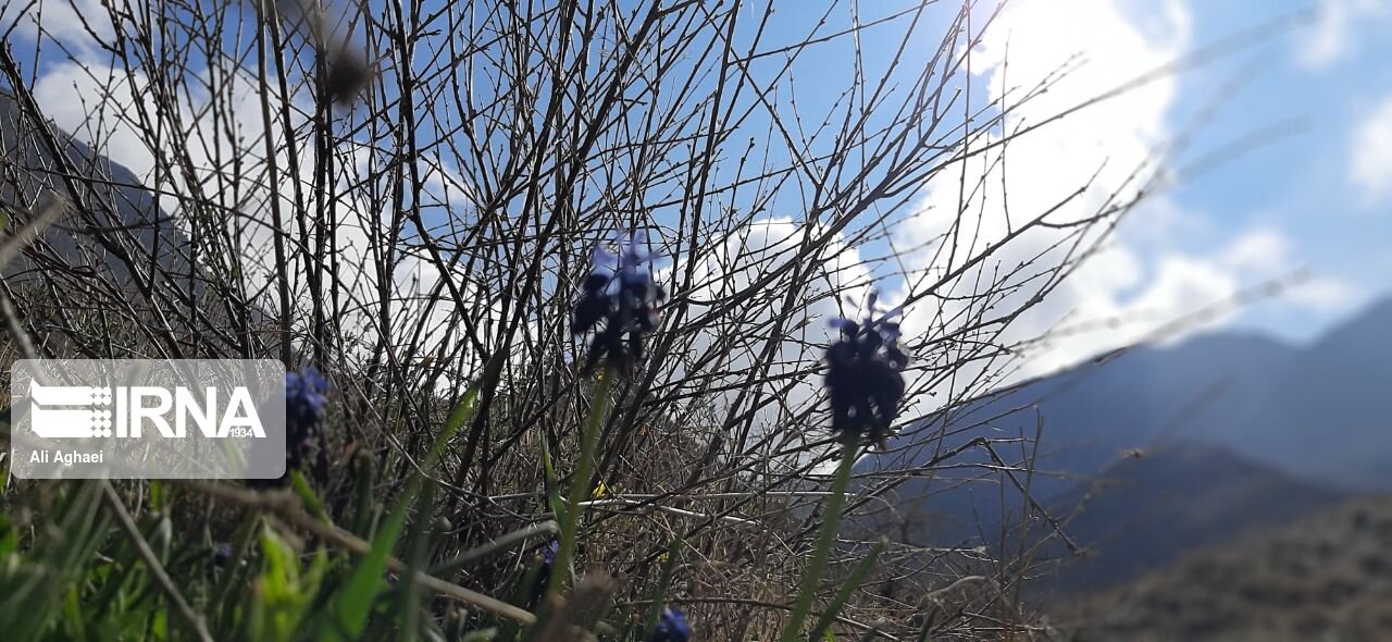 طبیعت اردیبهشتی میامی