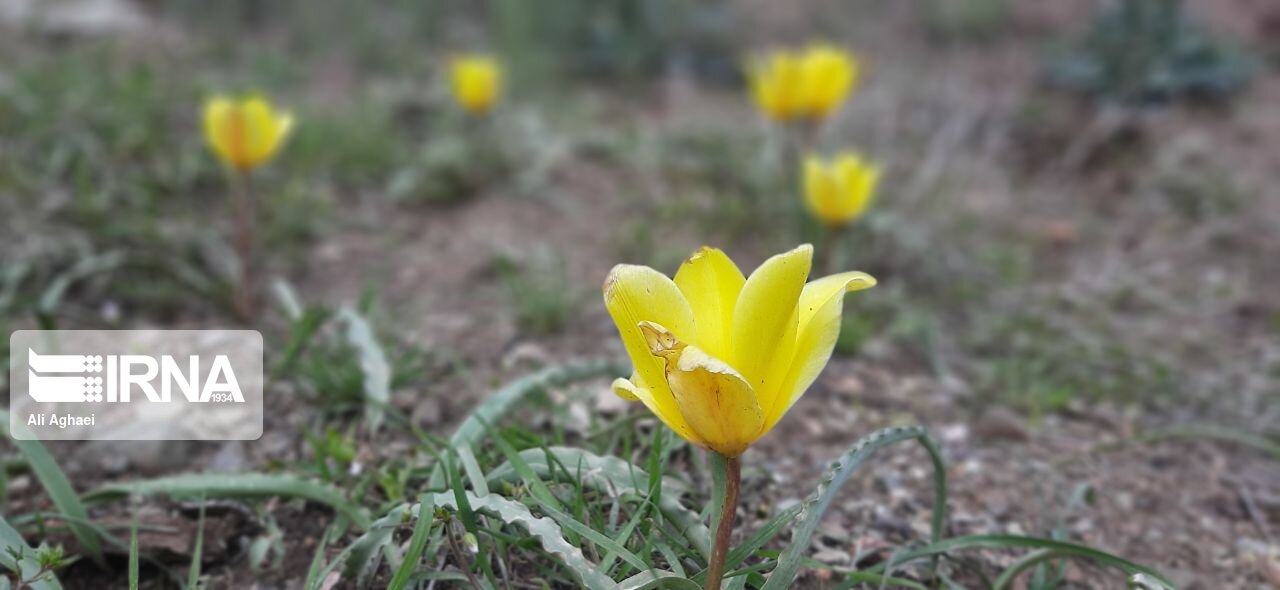 طبیعت اردیبهشتی میامی