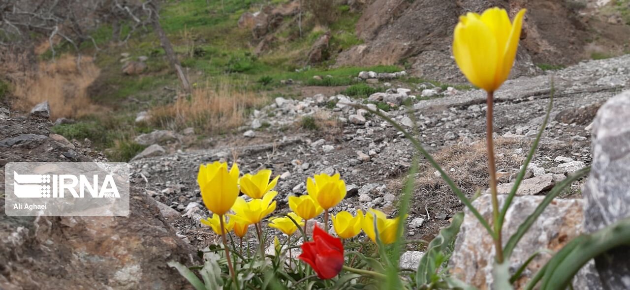 طبیعت اردیبهشتی میامی