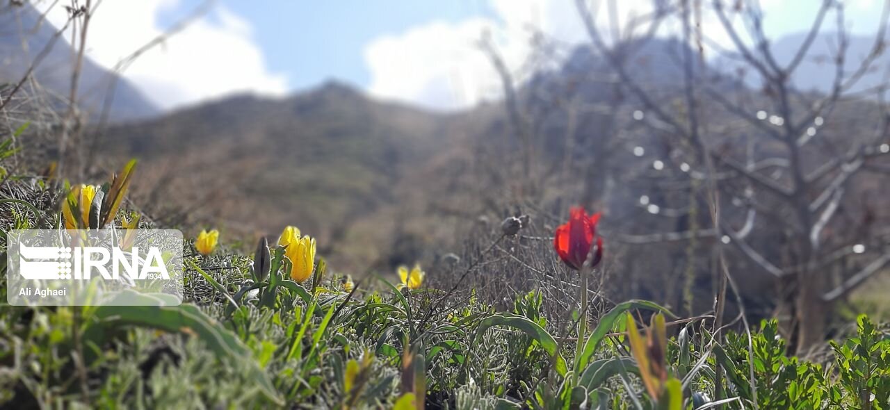 طبیعت اردیبهشتی میامی