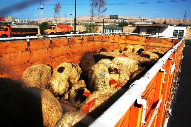 260 رأس گوسفند قاچاق تحویل دامپزشکی شد