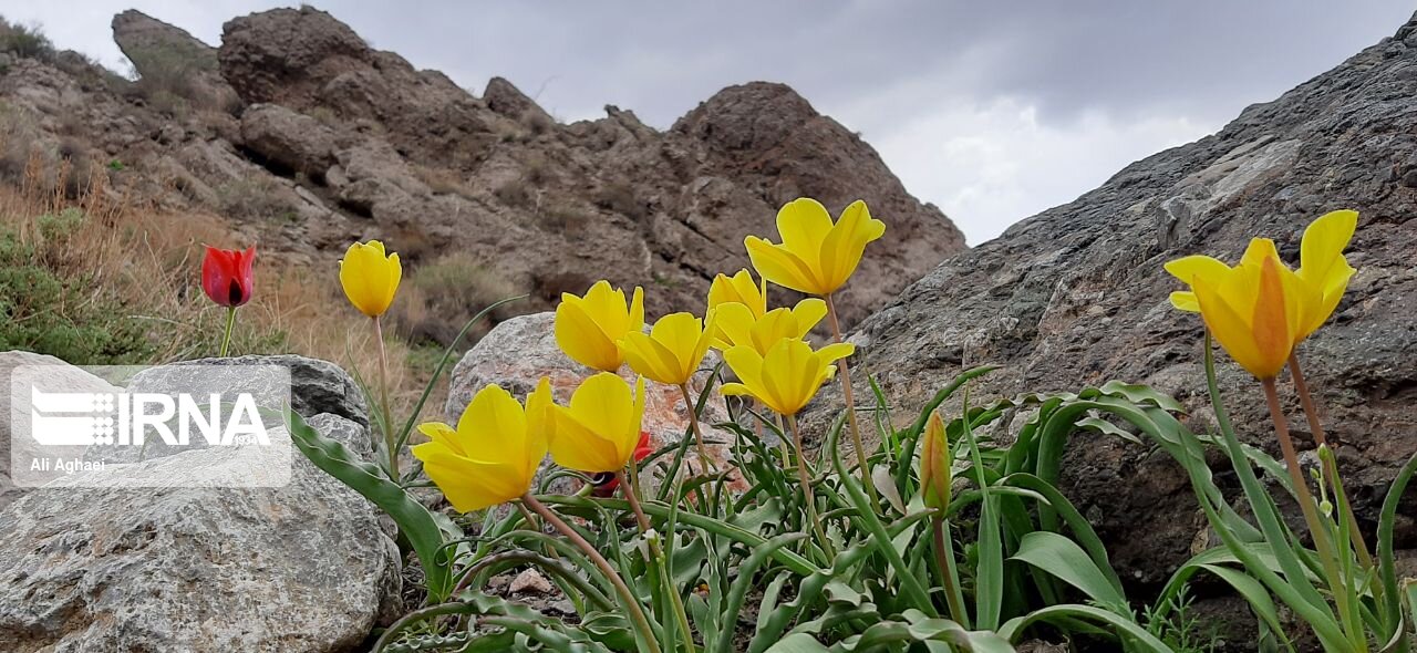 طبیعت اردیبهشتی میامی