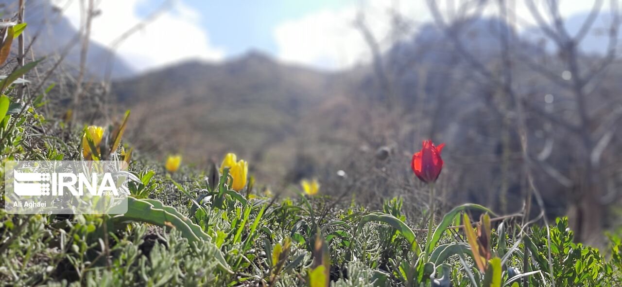 طبیعت اردیبهشتی میامی