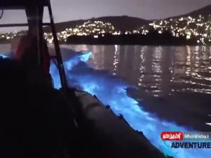 ویدئویی زیبا از صحنه شنای نورانی دلفین ها