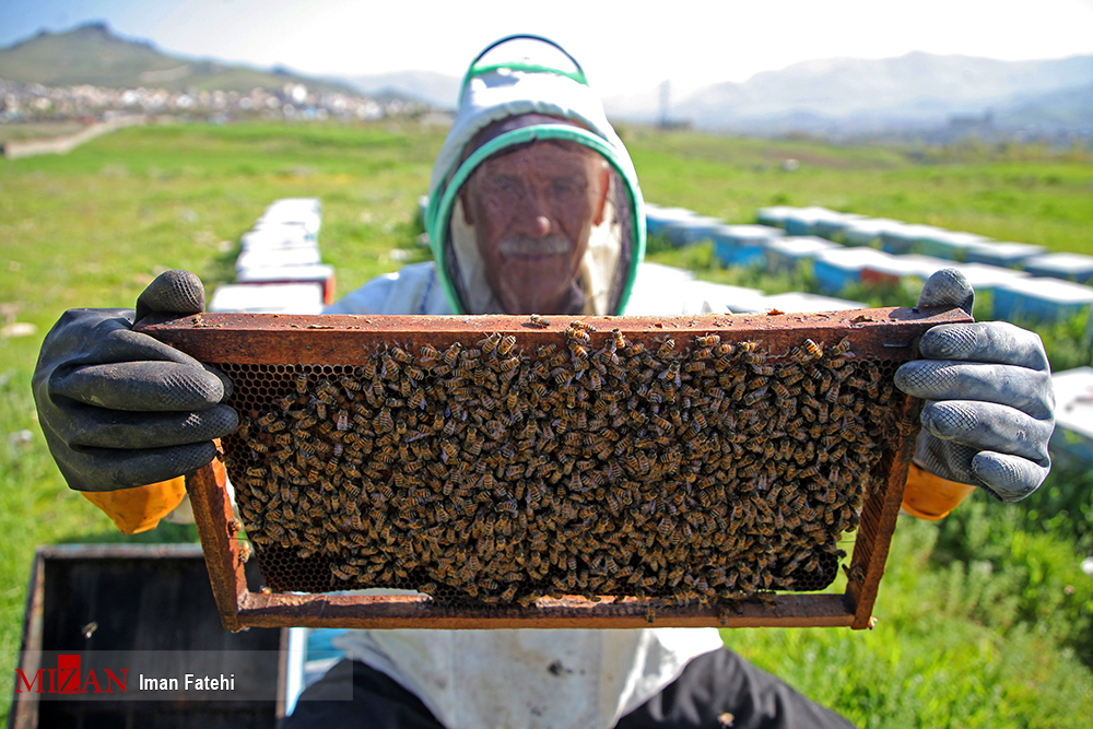 عکس/ پرورش زنبور عسل محلی در کردستان
