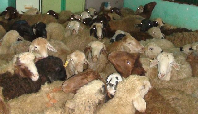کشف احشام قاچاق در بوکان