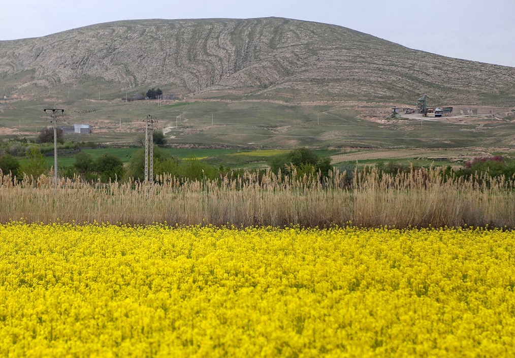 برداشت محصول کلزا در بهاباد آغاز شد