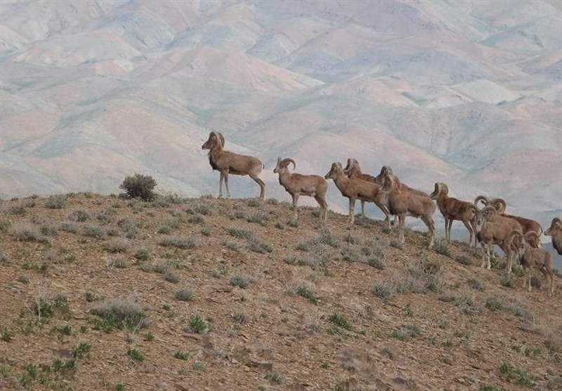  شکار غیرمجاز  تنوع زیستی ‌خراسان جنوبی را به شدت تهدید می‌کند
