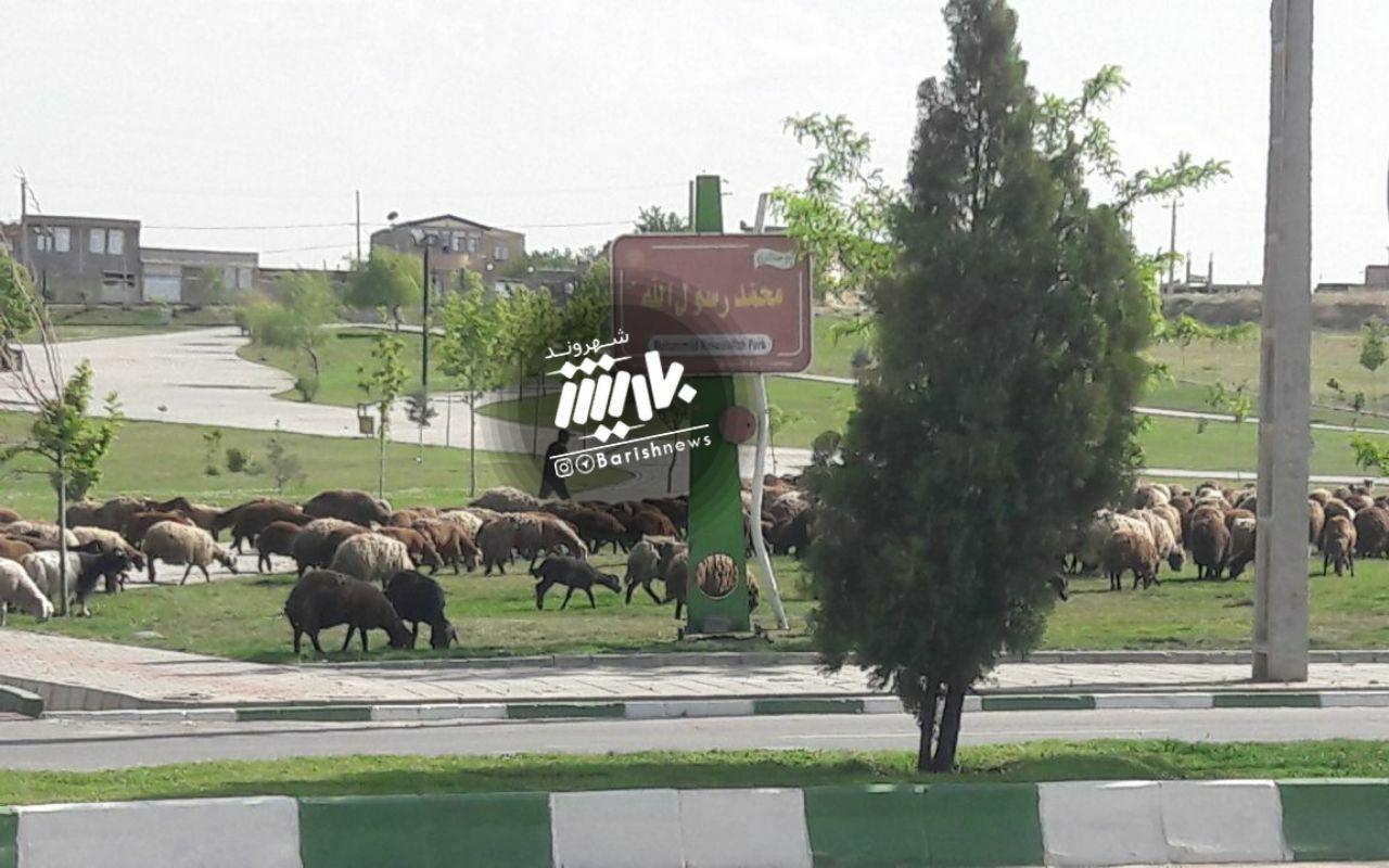 عکس/ چرای گوسفندان در یکی از بوستان های نزدیکی باغ رضوان 