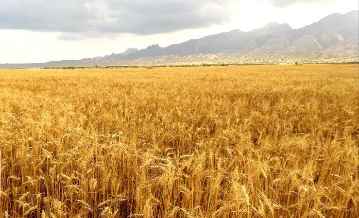 راه‌اندازی 4 مرکز خرید گندم در بروجرد